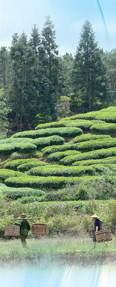 在福建省武夷山佛国岩的一处生态茶园，茶农正在劳作。 陈 颖摄