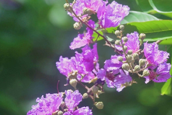 三亚亚龙湾热带天堂森林旅游区：五月紫薇迎初夏