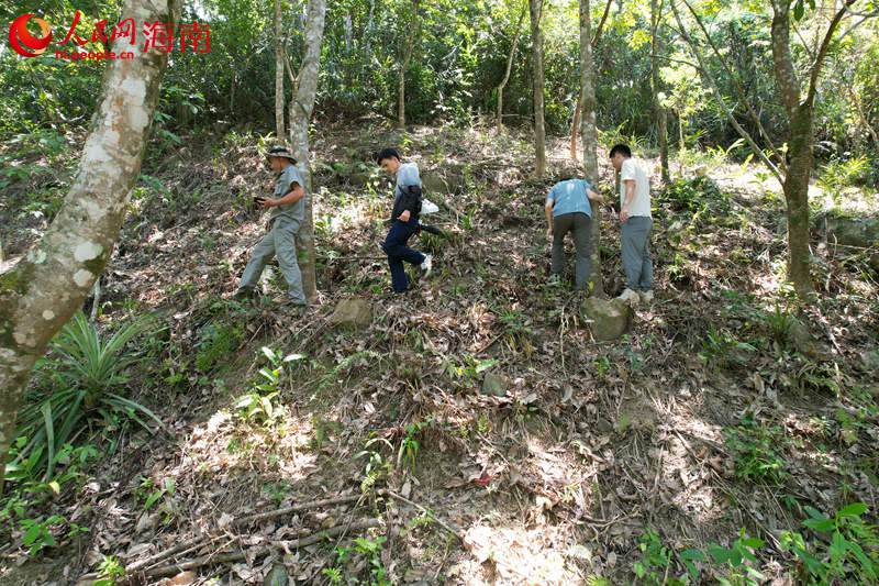 护林员王家任（左一）带着技术人员走进橡胶林记录三丝水玉杯。 人民网记者 孟凡盛摄