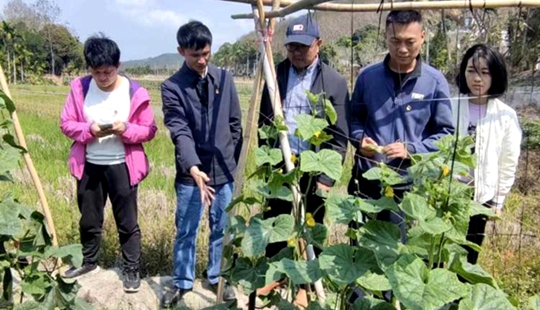 生態科技特派員范瓊、張群、田海到田間地頭指導青瓜種植戶。