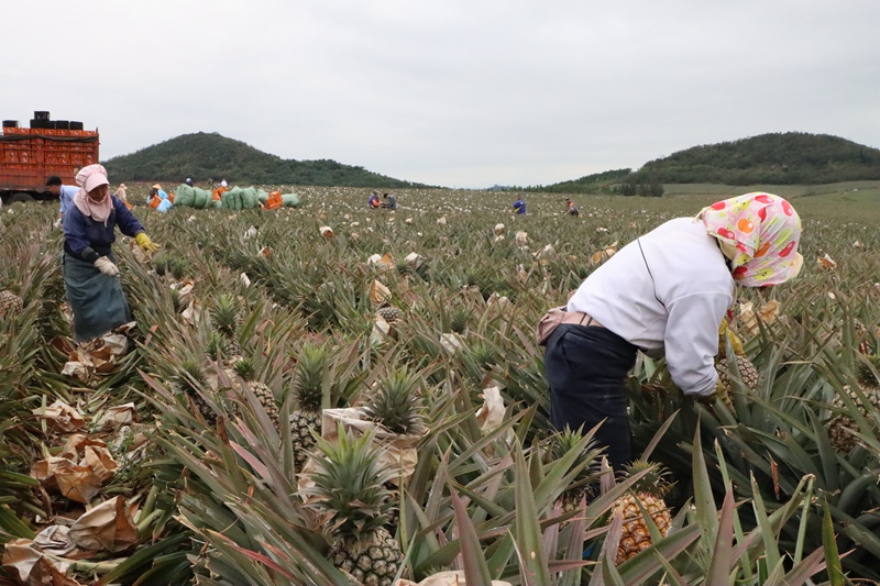 香水菠萝种植园