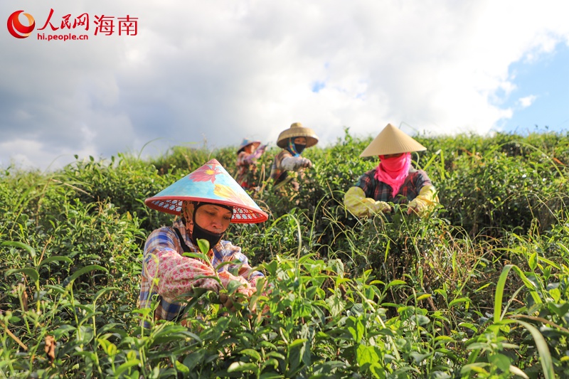 五指山茶农在有机茶园采茶。人民网记者 牛良玉摄