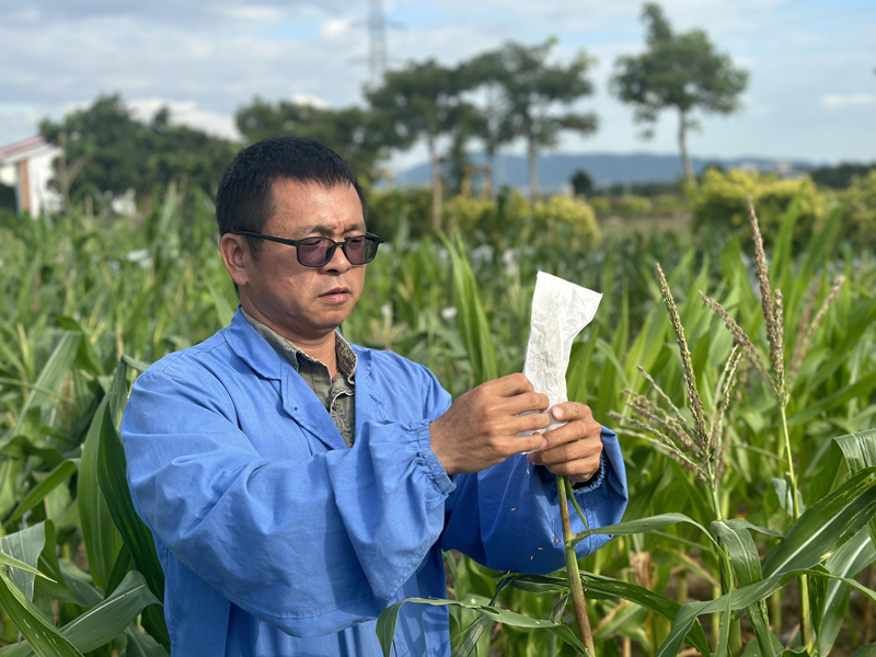 海南省農業科學院糧食作物研究所研究員侯本軍。海南省農業科學院供圖