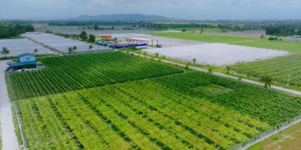 滴滴沃家300畝菜籃子基地。