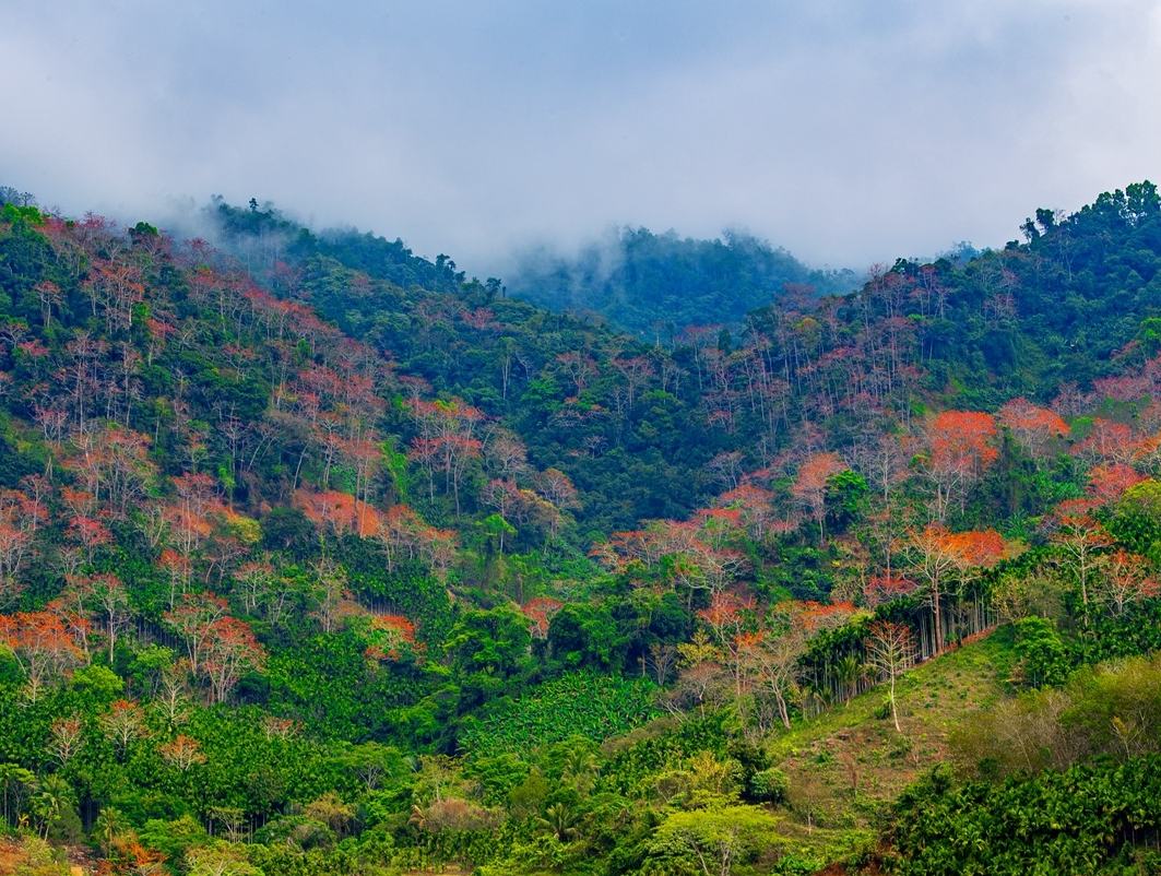 保亭雨林美景