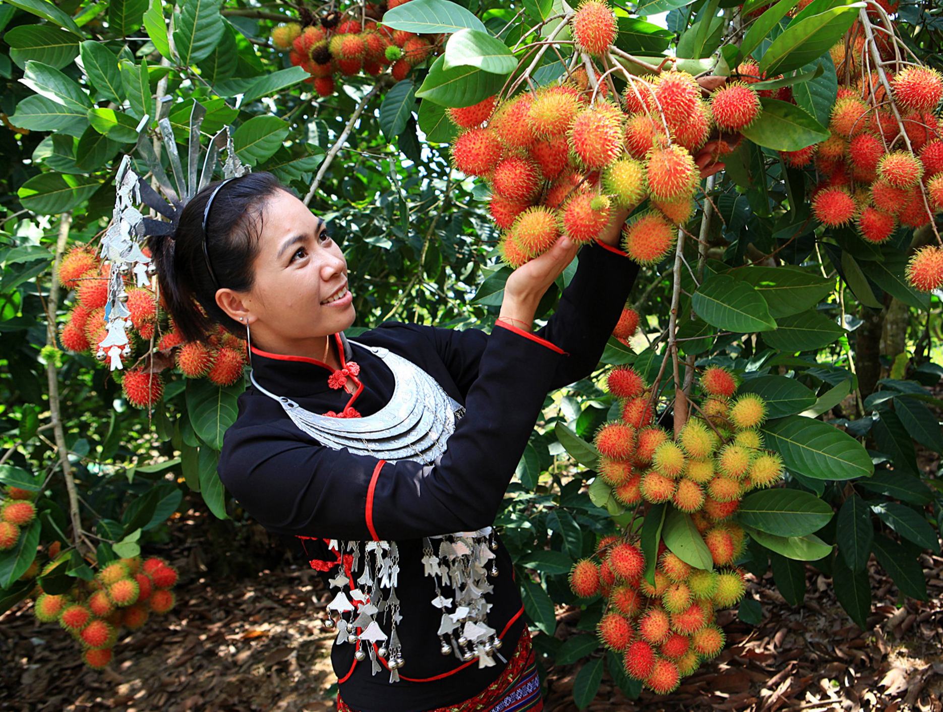 采摘雨林红毛丹 品尝大山深处的生态美食