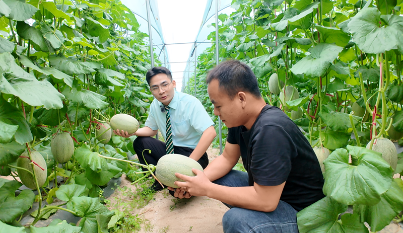 乐东邮政金融工作人员和种植户在瓜棚里交流。黄文燕 摄