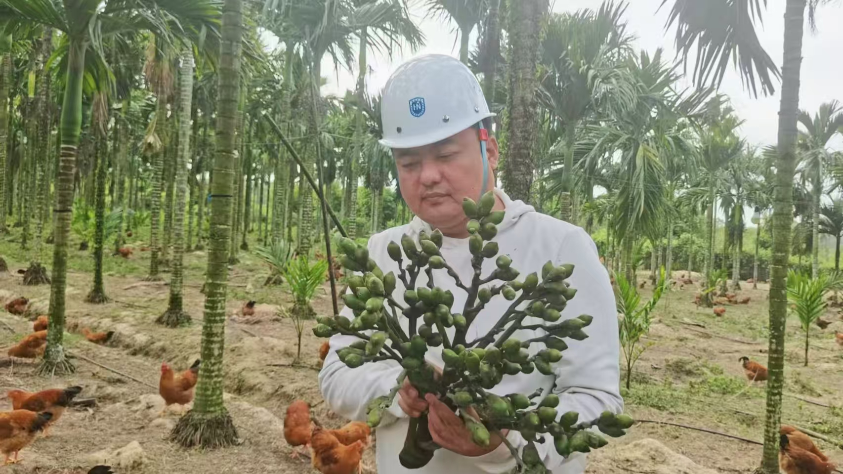 温欣宇在定安槟榔试验基地收集试验样品现场。海南大学供图