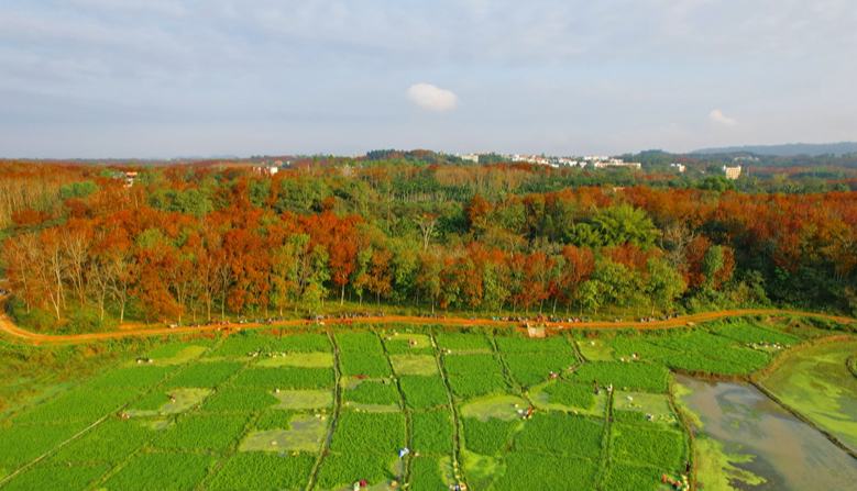 屯昌新兴镇：因地制宜谋发展 “一村一品”赋能乡村振兴