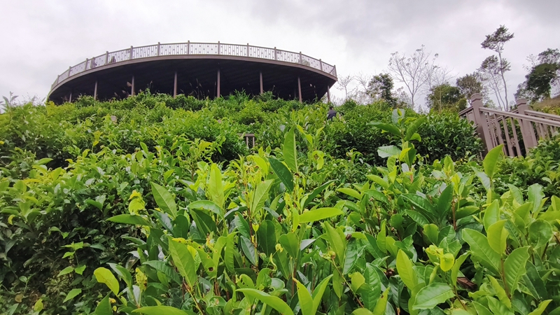 五指山水滿鄉茶園。符澤民攝