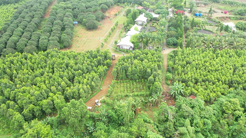 海南明和香业沉香种植基地。明和沉香产业园供图