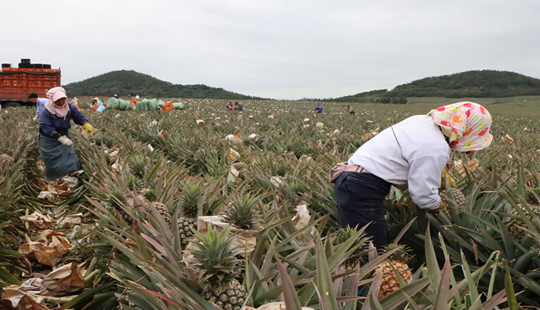 十月田镇好清村香水菠萝种植园