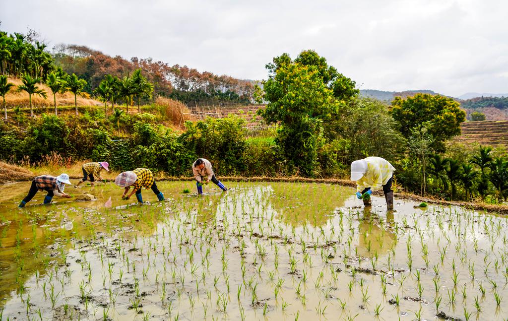 村民在插秧。付金城摄