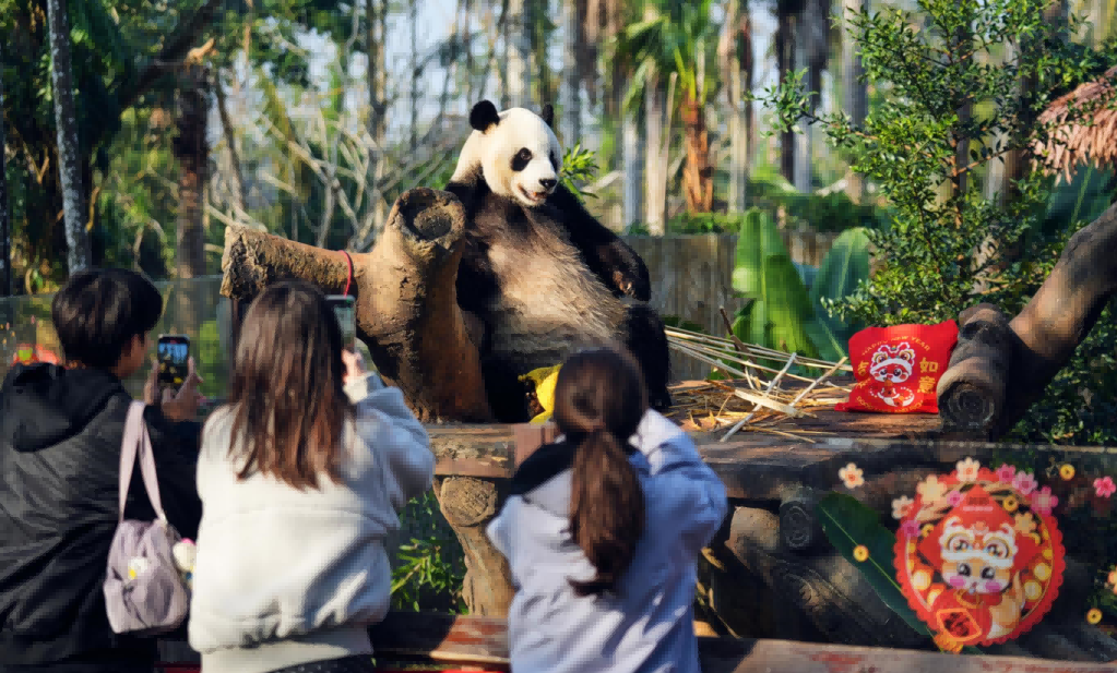 游客在動物園裡拍憨態可掬的熊貓。海口旅文局供圖