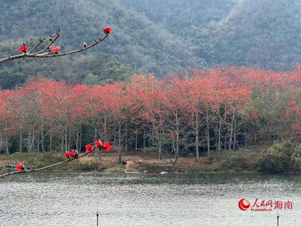 木棉花與青山、江水相得益彰，構成一幅生機盎然的秀麗畫卷。人民網 吳佔桂攝