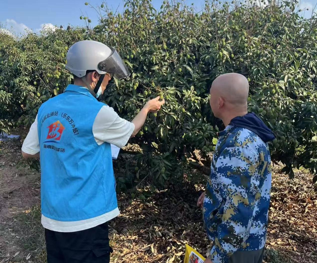 就業驛站工作人員前期實地走訪荔枝種植基地收集用工信息。佳音攝