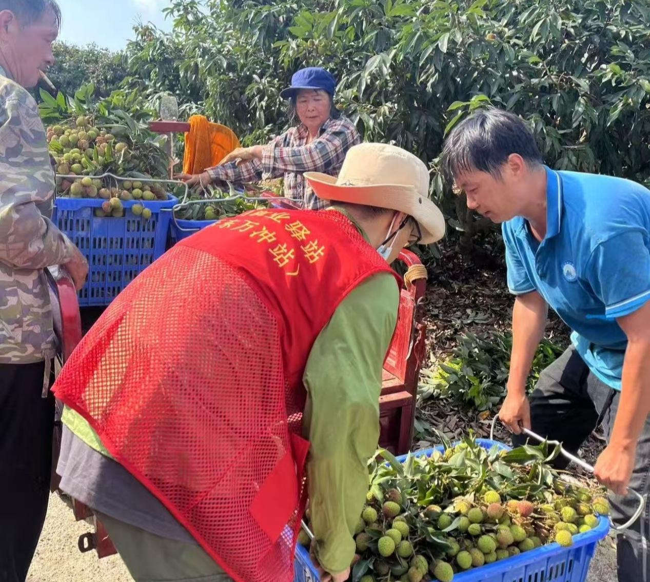 務工人員在種植基地轉運荔枝現場。佳音攝