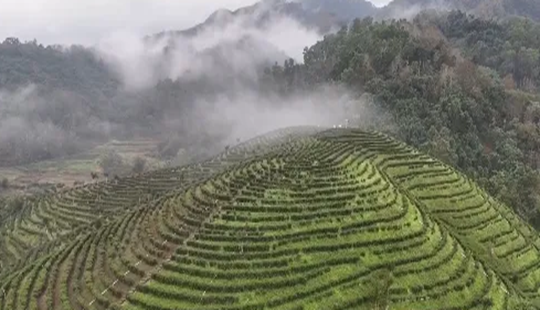 海南五指山：生態稟賦轉化產業優勢 青春創業逐夢綠水青山