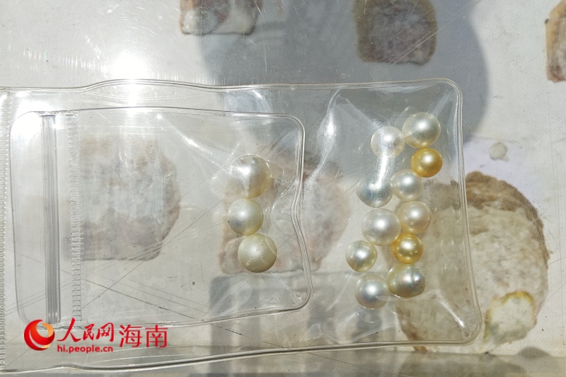 项目养殖出的珍珠。 人民网 枉源摄