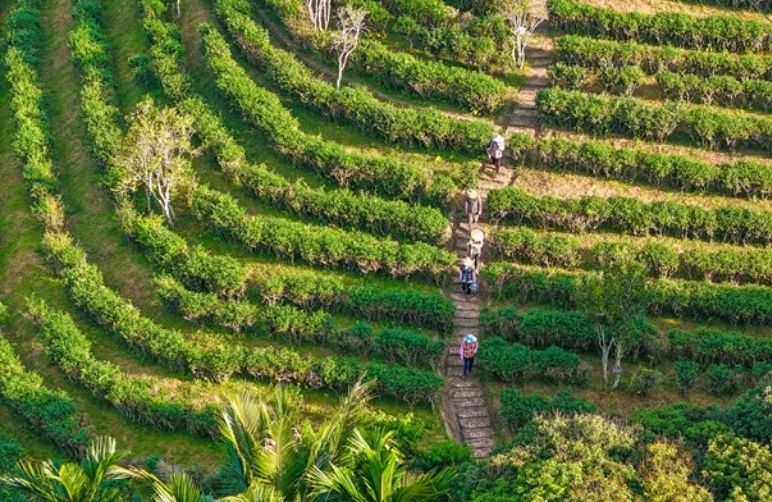 五指山水滿鄉茶園
