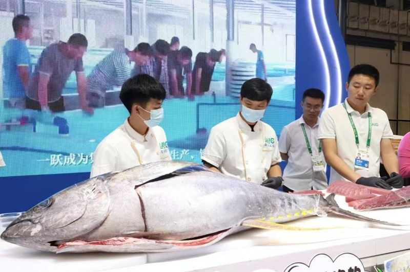 2024年第27届中国（海南）国际热带农产品冬季交易会陵水黄鳍金枪鱼开鱼现场。供图