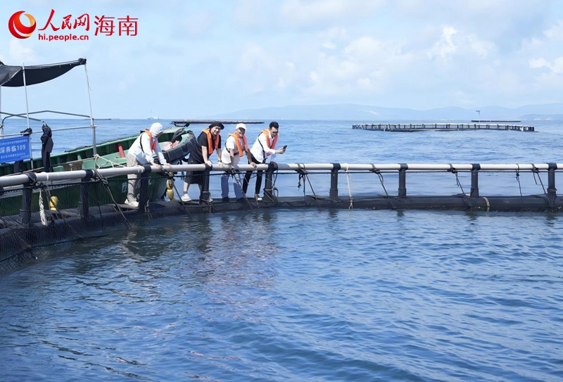 行进中国海南采访团记者探访国内首个金枪鱼海上养殖示范基地。人民网记者符武平摄