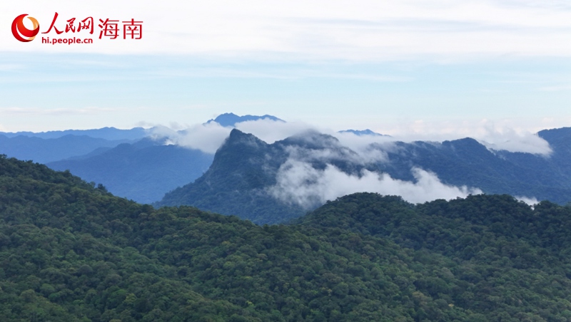 五指山熱帶雨林寶庫。 人民網記者 符武平攝