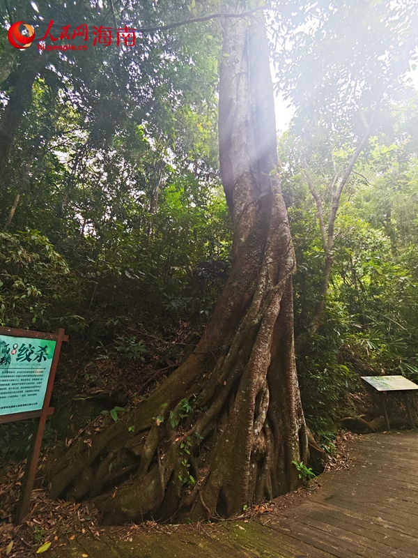 海南熱帶雨林國家公園裡，一場歷經百年的植物“絞殺”演化為“相生相愛”。 人民網 枉源攝