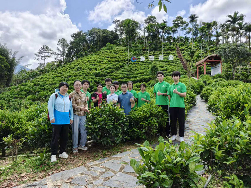 鐘斐秋（左四）帶領研學團隊採茶。受訪者供圖