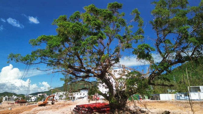 海羅片區城市更新為百年榕樹“讓路”