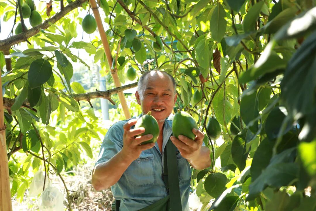 牛油果点“绿”成“金”！果满枝头待丰收