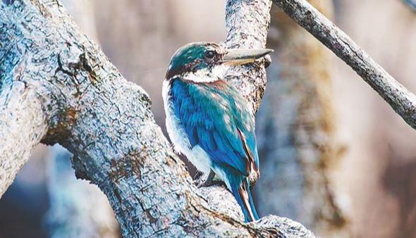 白领翡翠现身美兰区北港岛