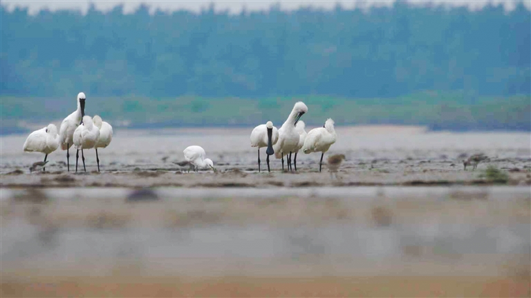 两种国家一级保护鸟类在东方“同框”