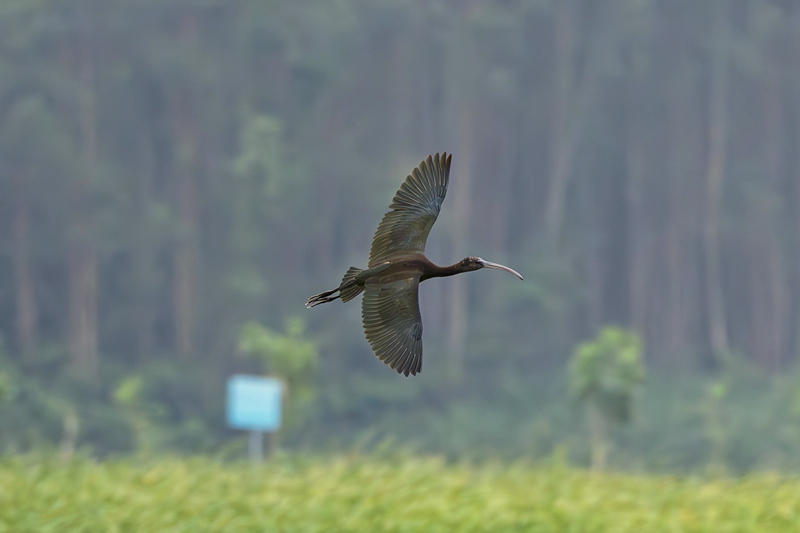 國家一級保護動物彩鹮現身昌江海尾國家濕地公園。薛美麗攝