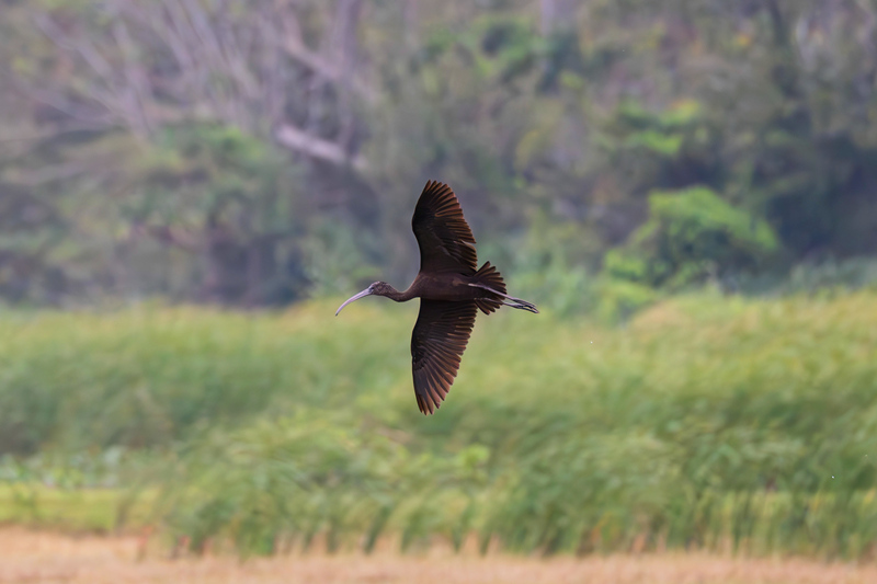 海南昌江海尾國家濕地公園，飛翔的彩鹮。薛美麗攝