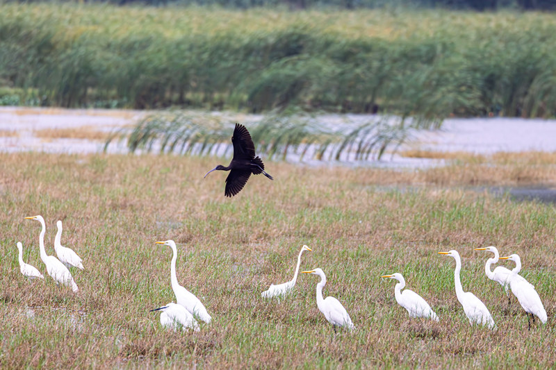 彩鹮與眾多大白鷺在濕地翱翔、嬉戲覓食，構成一幅靈動的生態畫卷。薛美麗攝