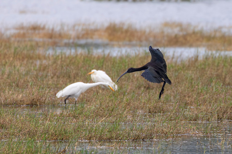 彩鹮與大白鷺在覓食。薛美麗攝