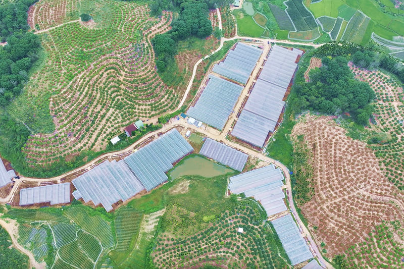 三亞市育才生態區那受村集體產業的百畝大棚基地。受訪者供圖