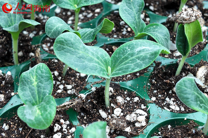 那受村集体产业的百亩大棚基地内培育的秧苗