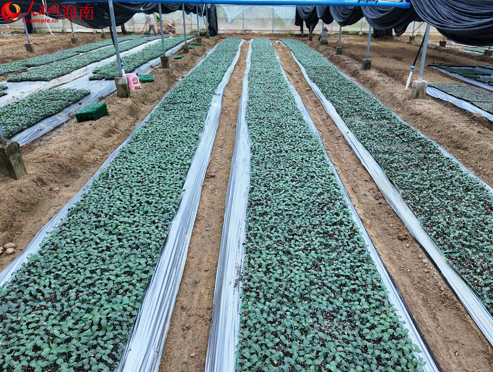 三亚育才生态区大棚基地内育苗。人民网记者 孟凡盛摄