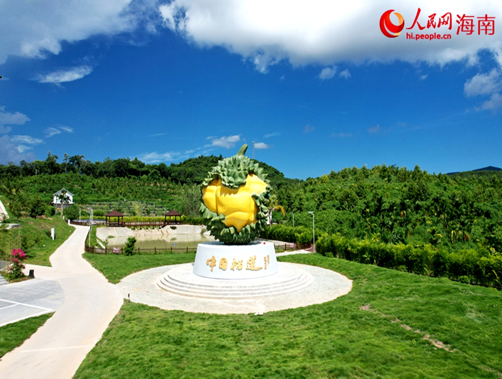 海南三亚育才生态区榴莲种植基地。人民网记者 符武平摄