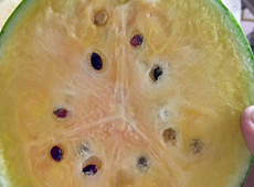 彩虹西瓜横切面