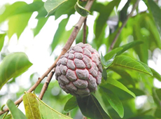 育才生态区那受村引进的紫色释迦