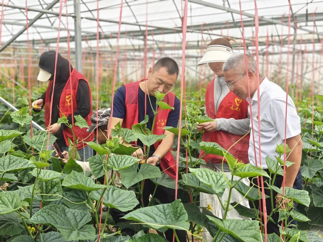 “新奇特优”果蔬落地生根