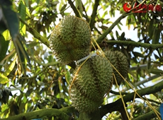 国产榴莲陆续成熟