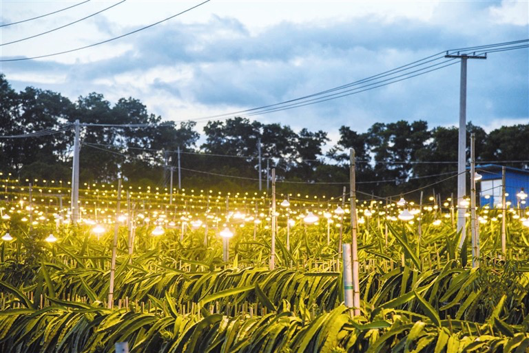 马脚村火龙果种植基地