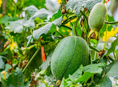 苹果丝瓜挂满藤蔓