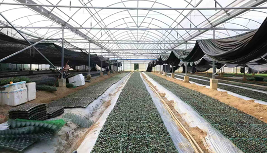 科技興農激活“一村一品” 蔬菜大棚撬動244萬富民賬本