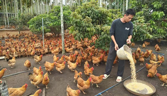 林下雞鳴致富曲 赤草振興新畫卷