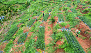 國產榴蓮，看海南！